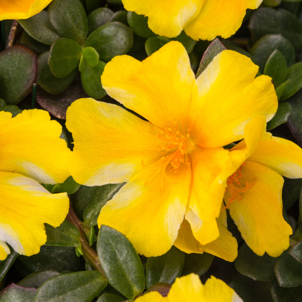 Portulaca oleracea