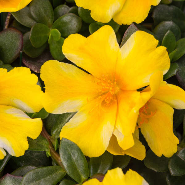 Portulaca oleracea 'Colorblast Lemon Twist'