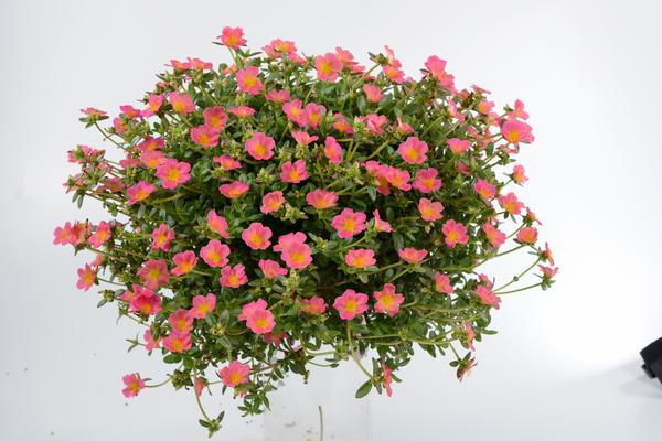 Portulaca oleracea 'Pazzaz Pink Glow'