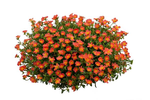 Portulaca oleracea