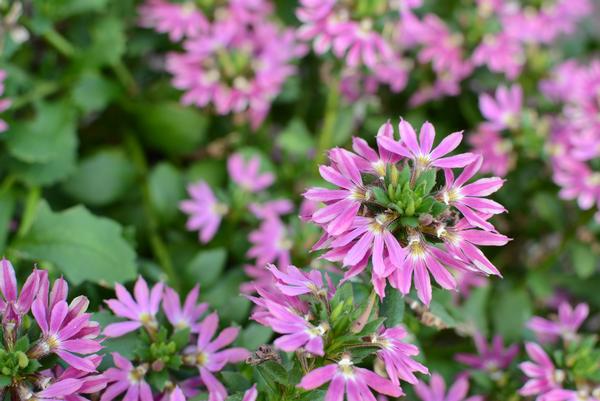 Scaevola aemula 'Surdiva Fashion Pink'