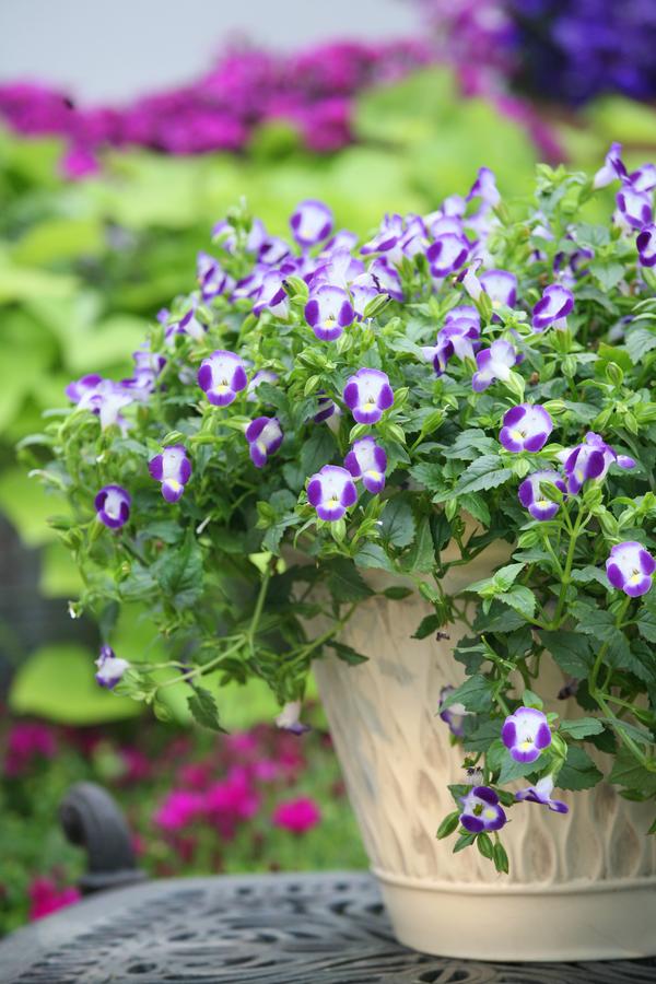 Torenia hybrida 'Summer Wave Bouquet Blue'