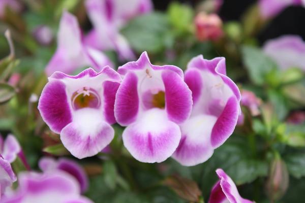 Torenia hybrida 'Summer Wave Bouquet Deep Rose'