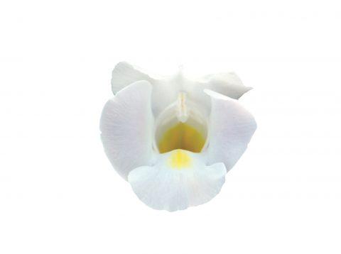 Torenia hybrida 'Summer Wave Bouquet White'