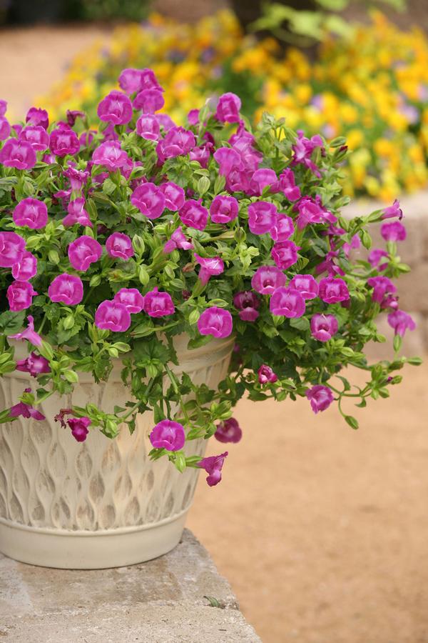 Torenia hybrida 'Summer Wave Large Amethyst'