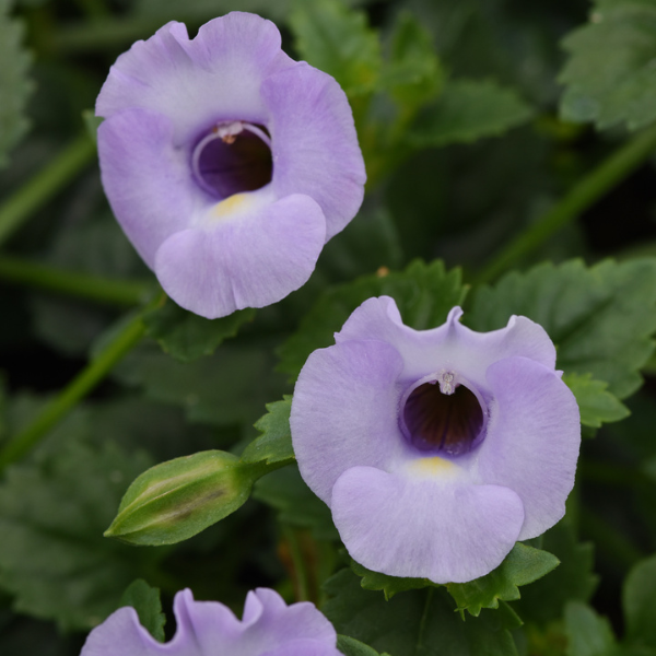 Torenia hybrida 'Summer Wave Large Silver'