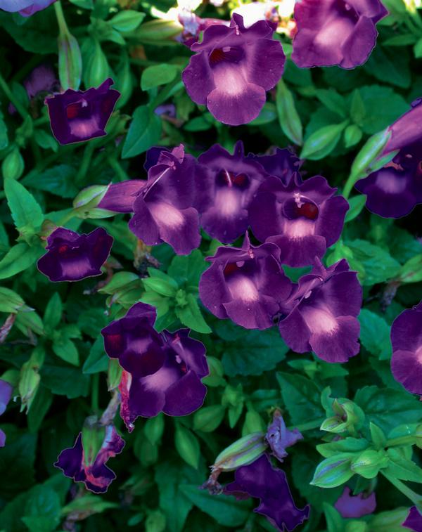 Torenia hybrida 'Summer Wave Large Violet'