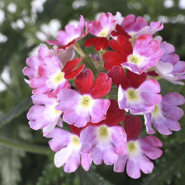 Verbena hybrida 'Lanai Twister Burgundy'