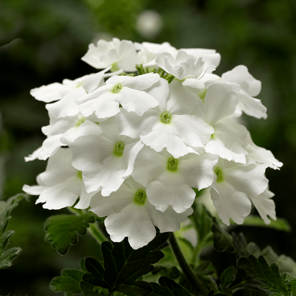 Verbena hybrida 'Lanai White'