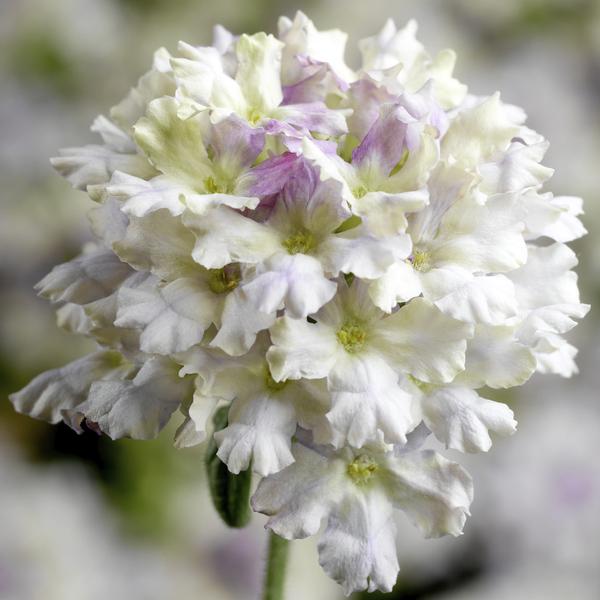 Verbena hybrida 'Lanai Upright Limoncello'