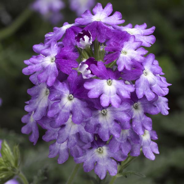 Verbena hybrida 'Lanai Upright Twister Purple'