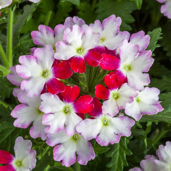 Verbena hybrida 'Lanai Upright Twister Red'