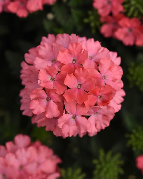 Verbena hybrida 'Lascar Salmon'