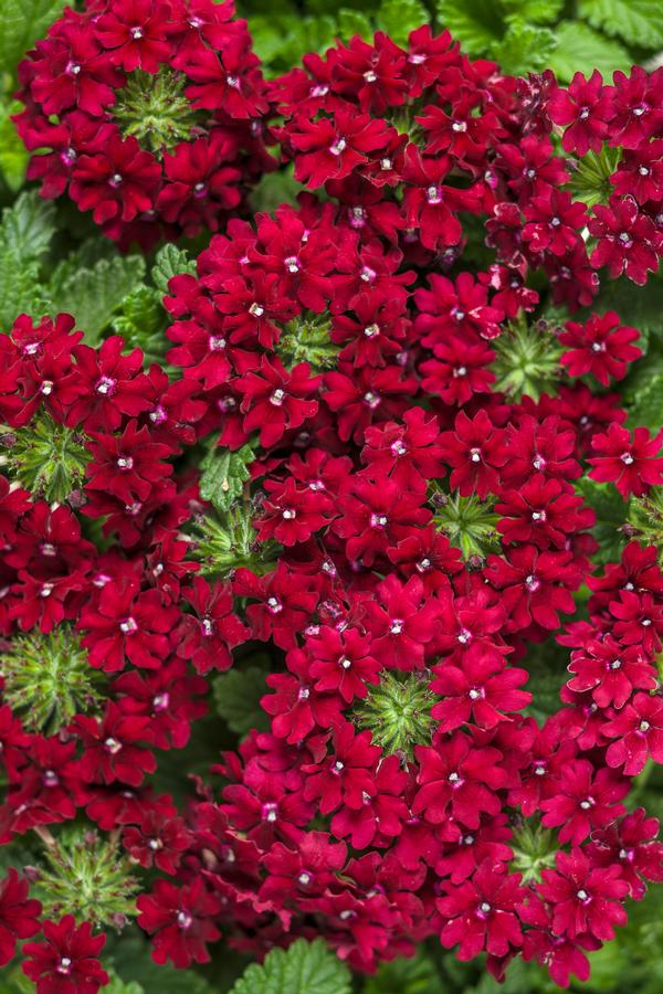 Verbena hybrida 'Superbena Royale Romance'