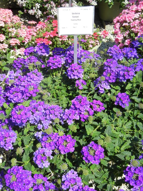 Verbena hybrida