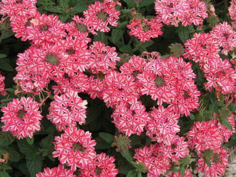 Verbena hybrida