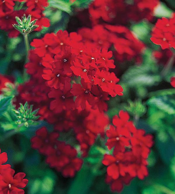 Verbena hybrida