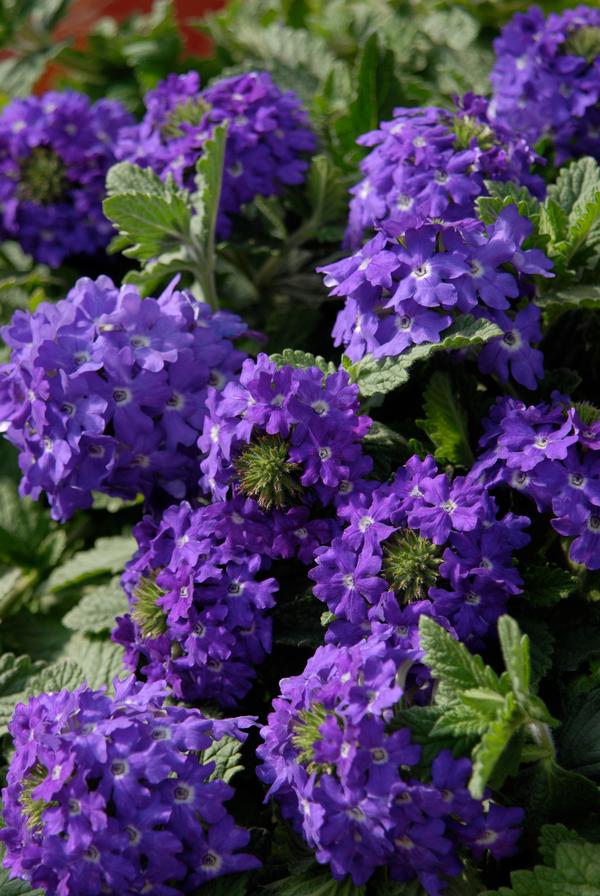 Verbena hybrida
