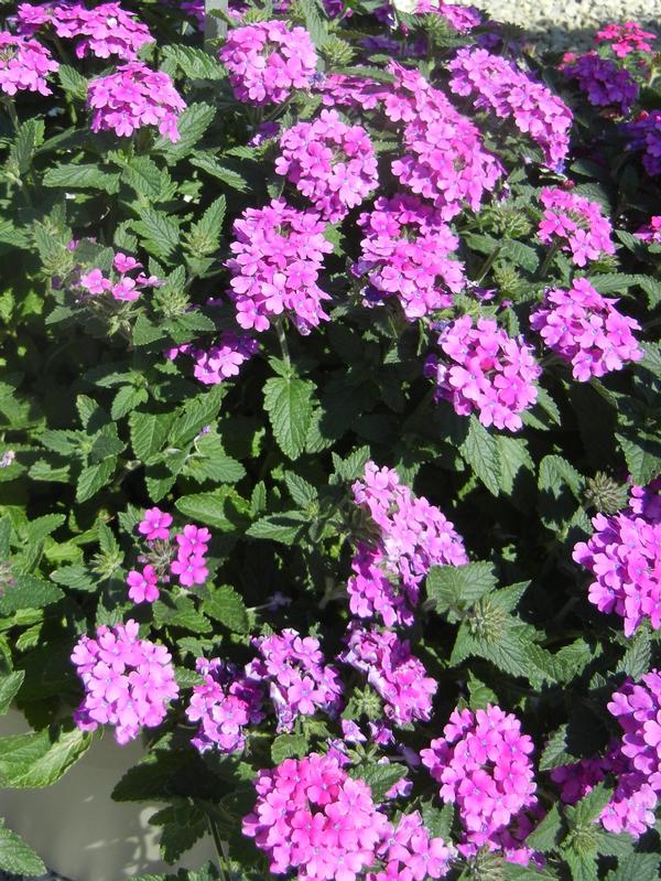 Verbena hybrida