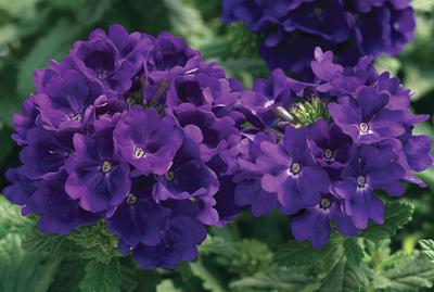 Verbena hybrida