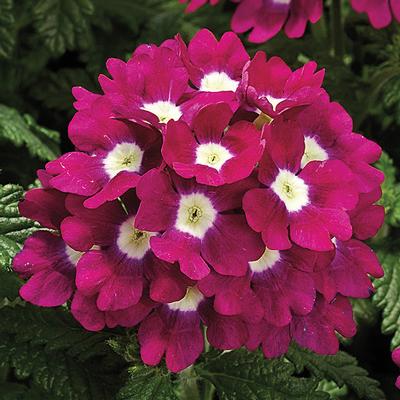 Verbena hybrida