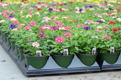 Verbena hybrida