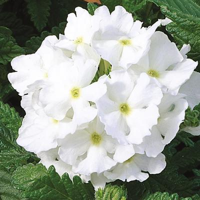 Verbena hybrida