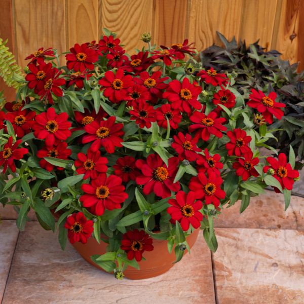 Zinnia hybrida 'Profusion Red'