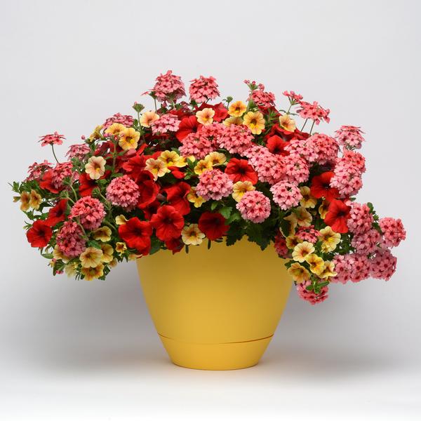 Trixi® 'Who Knew Orleans 26'