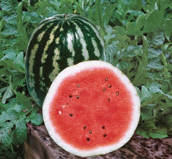 Weezie's Garden 'Watermelon Crimson Sweet'