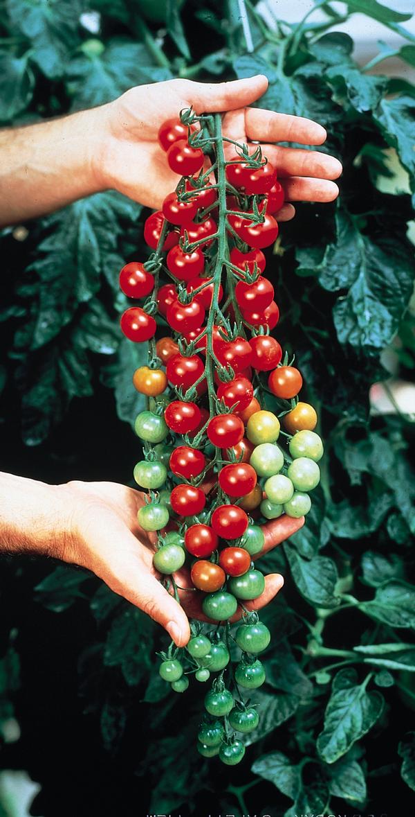 Weezie's Garden 'Tomato Sweet 100'