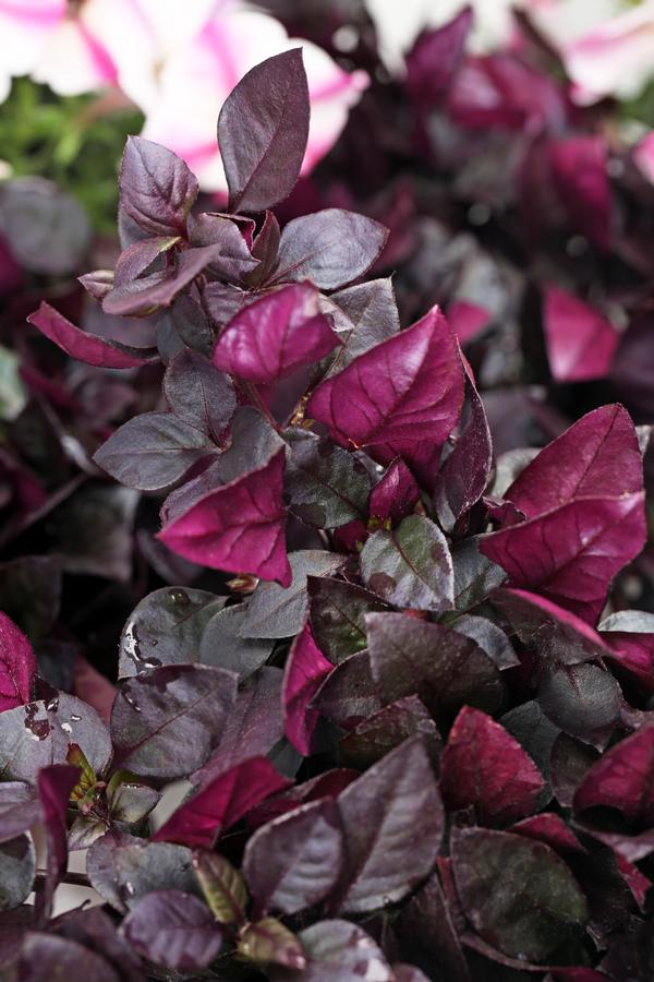 Alternanthera hybrida 'Choco Chili'