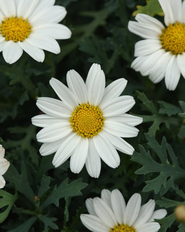 Argyranthemum frutescens