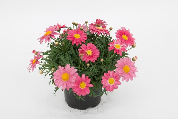 Argyranthemum frutescens