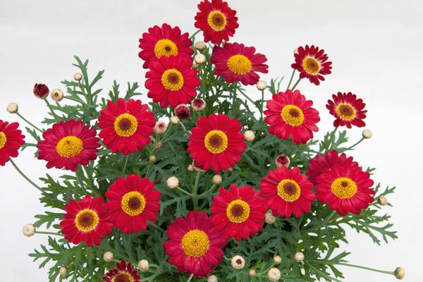 Argyranthemum frutescens