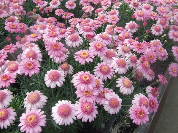 Argyranthemum frutescens