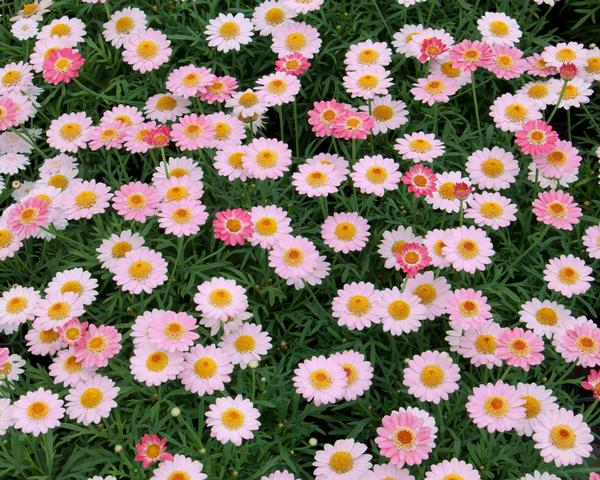 Argyranthemum frutescens