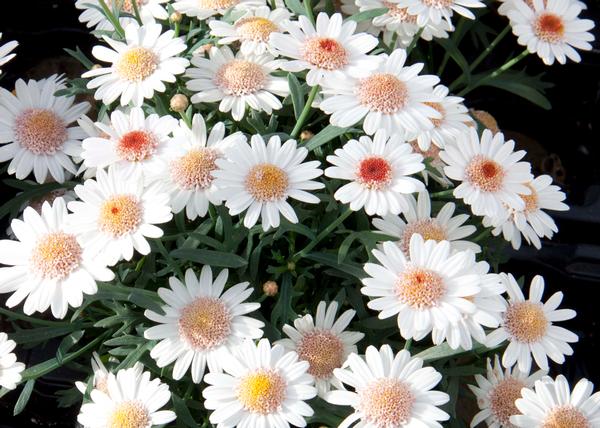 Argyranthemum frutescens