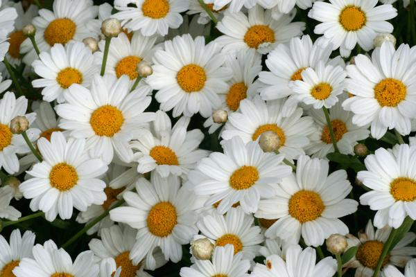 Argyranthemum frutescens