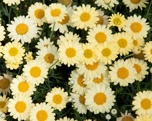 Argyranthemum frutescens
