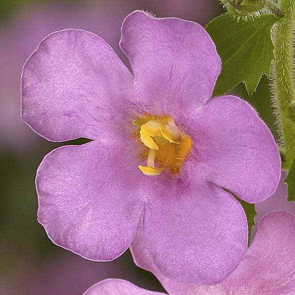 Bacopa sutera cordata 'Calypso Jumbo Rose'