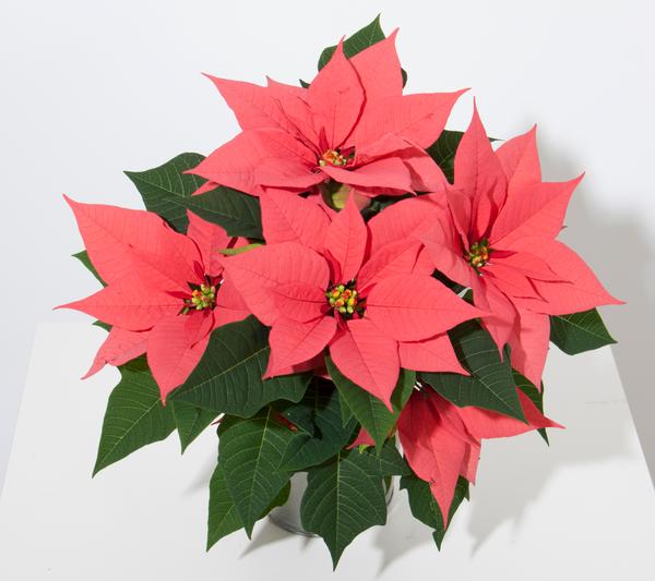 Poinsettia euphorbia pulcherrima 'Christmas Wish Pink'