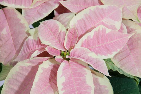 Poinsettia euphorbia pulcherrima 'Christmas Joy Marble'