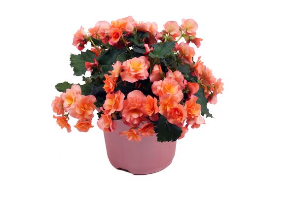 Begonia elatior 'Solenia Apricot'