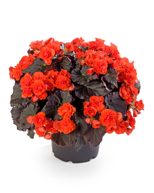 Begonia elatior 'Solenia Chocolate Orange'