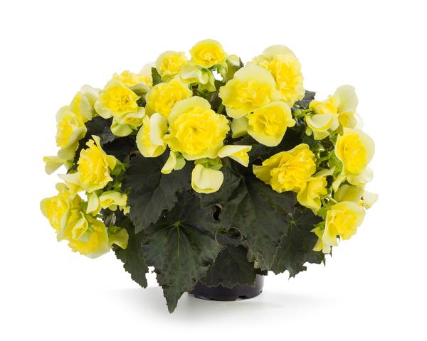 Begonia elatior 'Solenia Yellow'