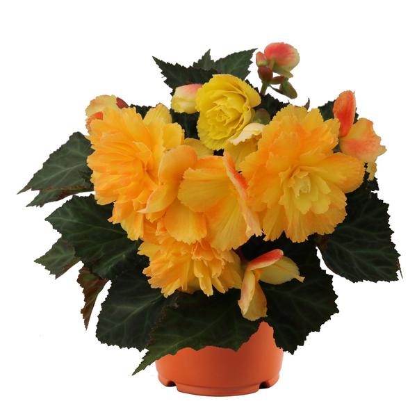 Begonia hybrida 'I'Conia Portofino Citrix'