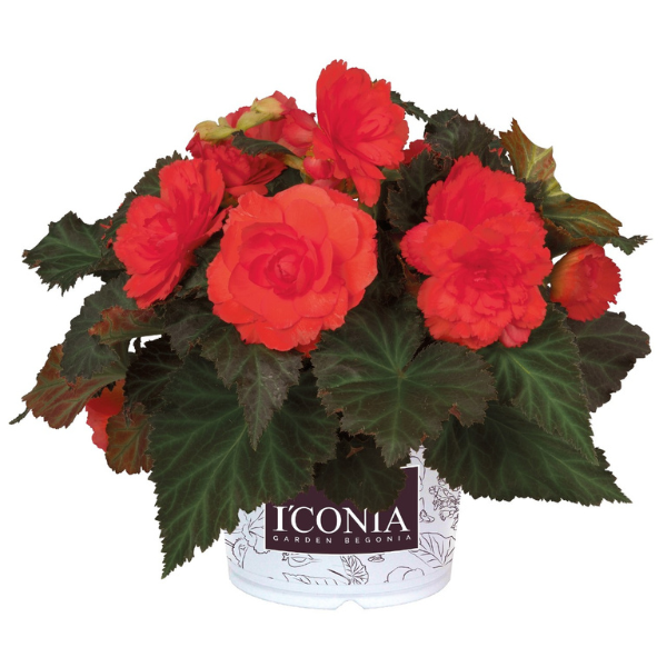 Begonia hybrida 'I'Conia Portofino Hot Coral'