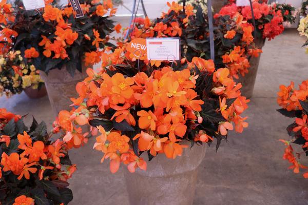 Begonia hybrida 'I'Conia Portofino Hot Orange'