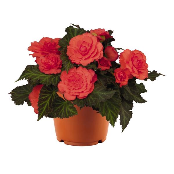 Begonia hybrida